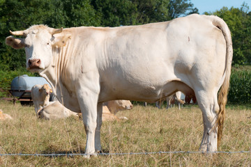 Obraz premium white cow in a meadow