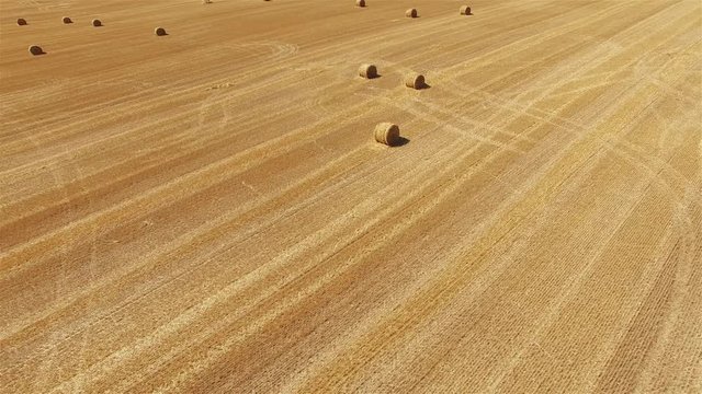 Flight over crop wheat or rye field with stook hay straw bales. Harvest agriculture farm rural panorama aerial 4k video. Bread production concept.