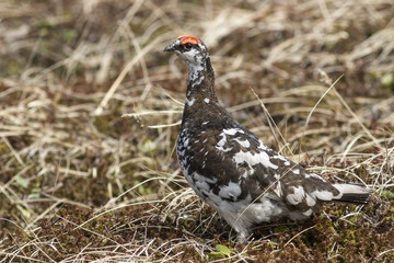 male Rock ptarmigan in a summer dress on a background of yellowe