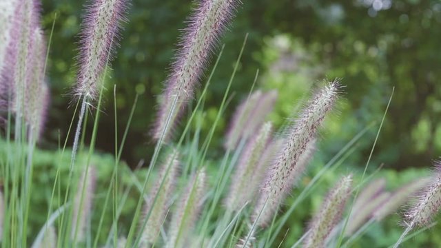 Ziergras bewegt sich leicht im wind