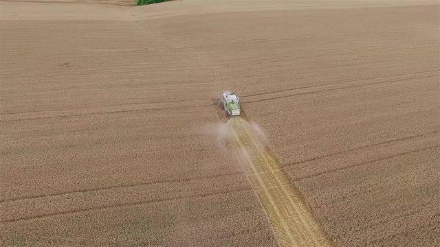 Flight over harvester wheat rye field aerial view 4k video. Harvest agriculture farm rural landscape. Bread production concept: combine crops grain.