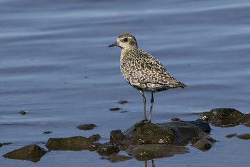 Pacific Golden Plover in autumn plumage on the shore