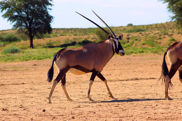Oryx of Kalahari
