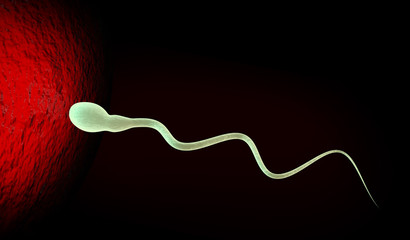 medically accurate illustration of human sperms and egg