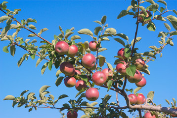 many apples in tree, branch orchard on blue sky
