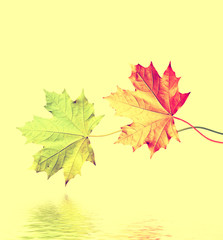 autumn leaves isolated on white background.