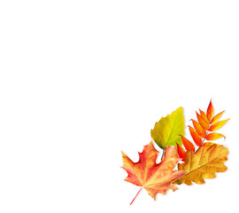 autumn leaves isolated on white background.