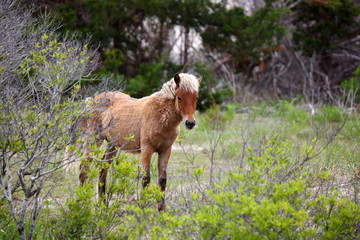 Four Wild Spanish mustangs of Shackleford Banks grazing on a dune