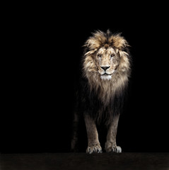Naklejka premium Portret pięknego lwa, lwa w ciemności