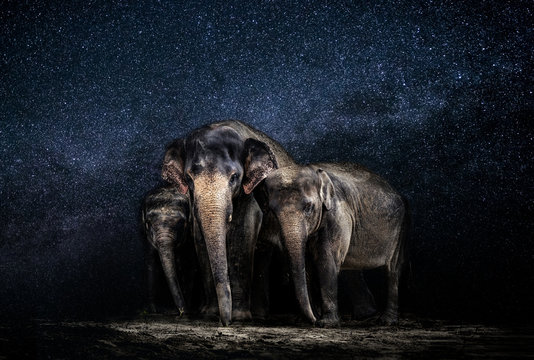 Elephant family among the stars