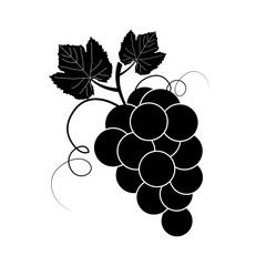 Isolated branch of grape, white on black background