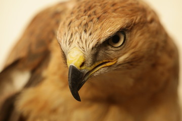 portrait of an angry bird - details