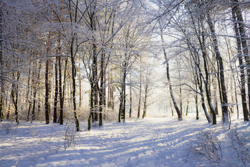 Lights in snowy winter forest landscape