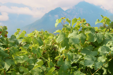 Fototapeta na wymiar vineyards on the background of a mountain landscape in the fog