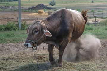 Bull grazing on a farm. Ukraine. 