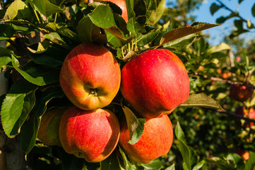 Apfelplantage in der Grafschaft; Deutschland 