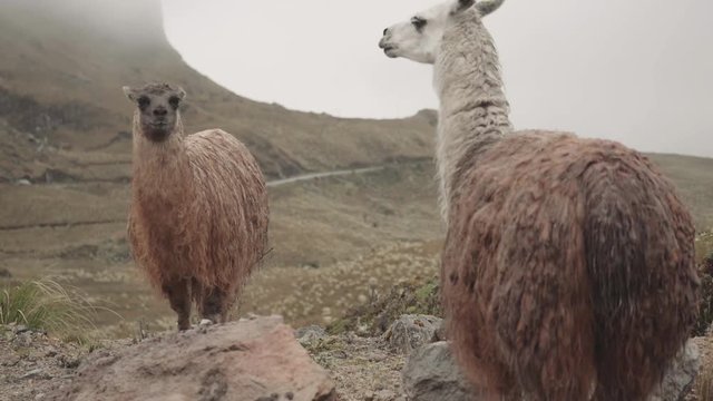 Couple of llamas standing on the highland of the cordillera of the andes in Ecuador. 4k