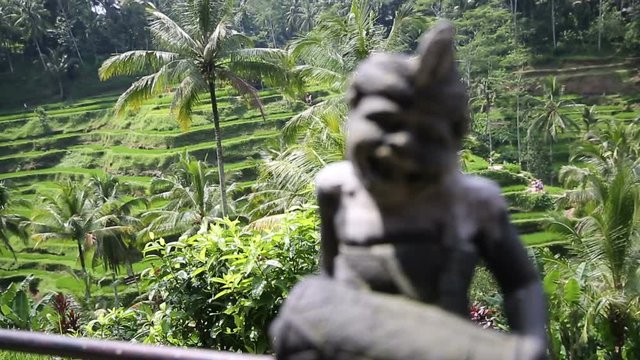 Rice fields, Padi Terrace, Ubud, Bali, Indonesia. Green Rice Terrace field near Ubud, Bali, Indonesia