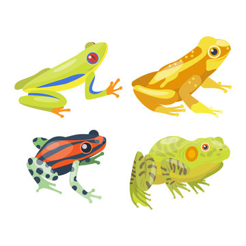 Frog cartoon tropical animal and green frog cartoon nature icons. Funny frog cartoon collection vector illustration. Green, wood, red toxic frogs flat syle isolated on white background