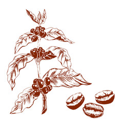 Hand drawing coffee branch with beans.