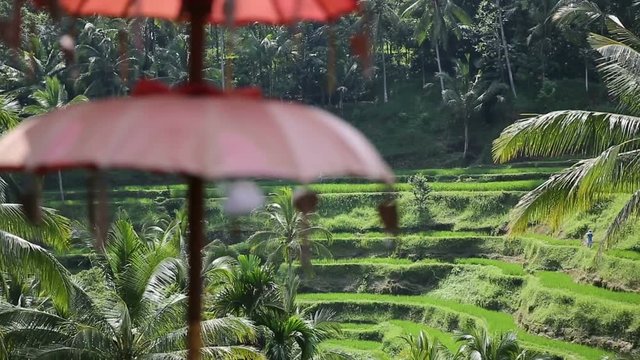 Rice fields, Padi Terrace, Ubud, Bali, Indonesia. Traditions red umbrella and Green Rice Terrace field near Ubud, Bali, Indonesia