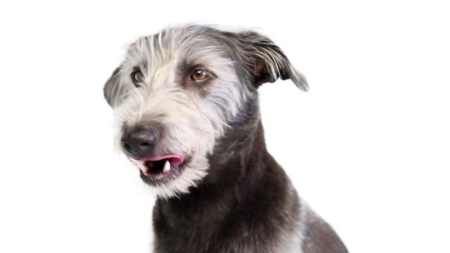 Closeup video of shaggy gray mixed breed dog looking around and sticking tongue out to lick lips.