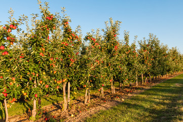 Fototapeta na wymiar Apfelplantage in der Grafschaft; Deutschland 