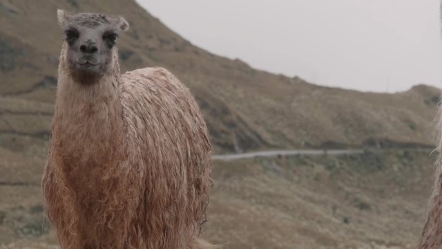 Portrait of llama standing on the highland of the cordillera of the andes in Ecuador. 4k