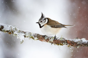 Crested tit in winter while it snows