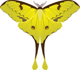 Argema mimosae butterfly