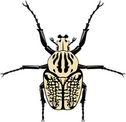 Vector male specimen of Goliathus albosignatus beetle