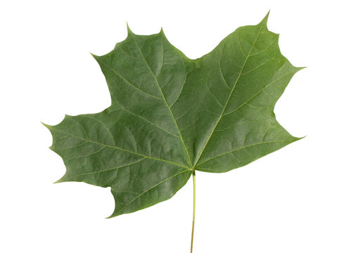 Maple leaf
