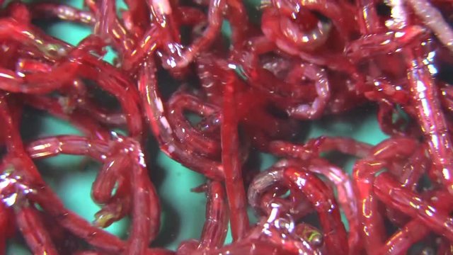 Mosquito larvae (Chironomus plumosus)