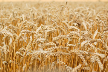 Wheat field. Ears of golden wheat close up.
