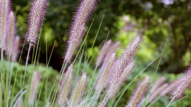 Ziergras bewegt sich leicht im wind