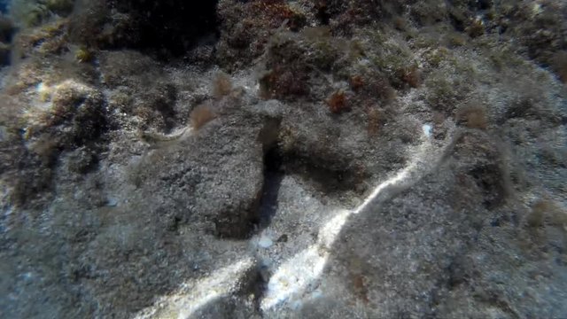 Granchio del mediterraneo che esce dalla tana