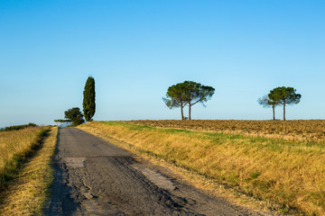 un cyprès et des pins dans des champs avec une route 