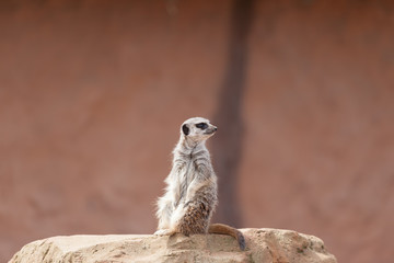 Fototapeta premium Meerkat