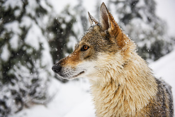 Fototapeta premium Wolf in the snow