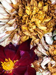Old dead flowers
