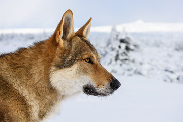 Naklejka premium Wolf in the snow