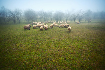 Obraz premium Flock of sheep
