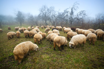 Obraz premium Flock of sheep