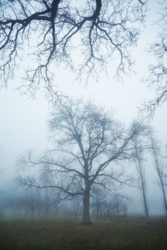  Tree in fog