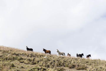 wild horses high up in the peruvian Andes