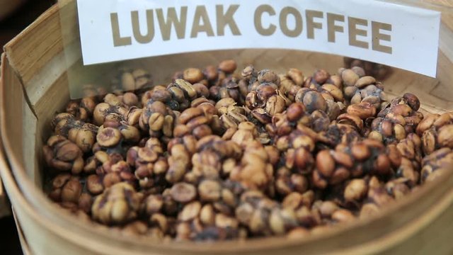 Kopi Luwak or Civet Coffee, Bali, Indonesia. 