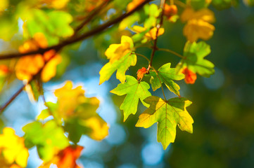 Colorful autumn leaves in the forest on sunny day