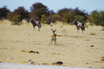 Wild animals of Africa: Gazelle defecating