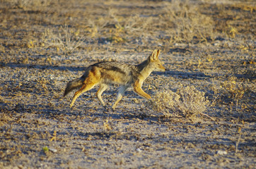 Wild animals of Africa: the Jackal