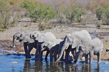 Obraz premium Wild animals of Africa: group of Elephants